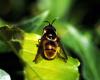 Callicera spinolae